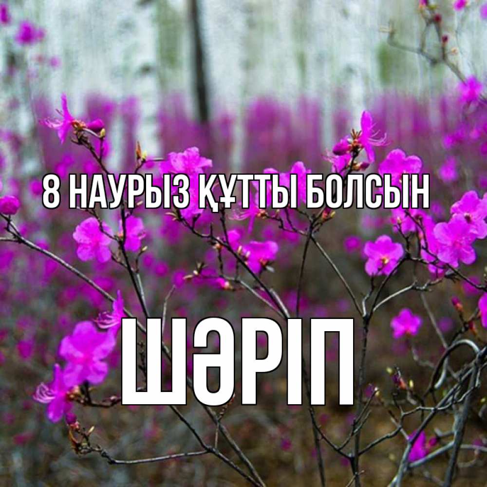 Күн сайын ашық хат с именем, ШӘРІП 8 наурыз құтты болсын дикие цветы Онлайн тегін жүктеп алу тілектері бар керемет карта 
