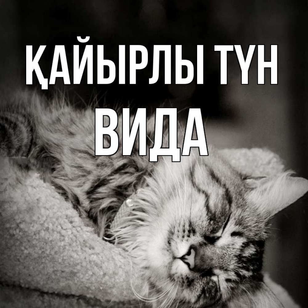 Күн сайын ашық хат с именем, Вида Қайырлы түн котярик пушистый Онлайн тегін жүктеп алу тілектері бар керемет карта 