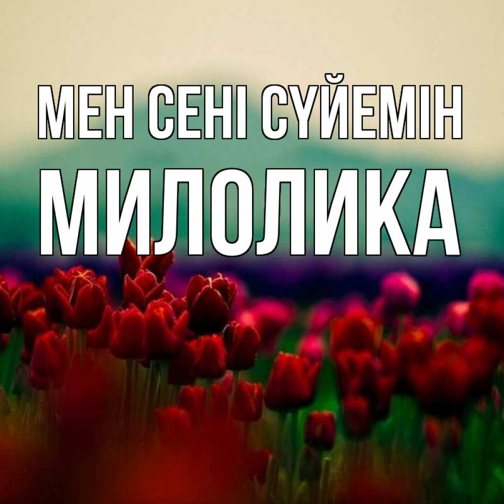 Күн сайын ашық хат с именем, Милолика Мен сені сүйемін тюльпаны 4 Онлайн тегін жүктеп алу тілектері бар керемет карта 