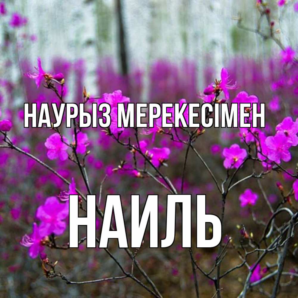 Күн сайын ашық хат с именем, Наиль Наурыз мерекесімен дикие цветы Онлайн тегін жүктеп алу тілектері бар керемет карта 