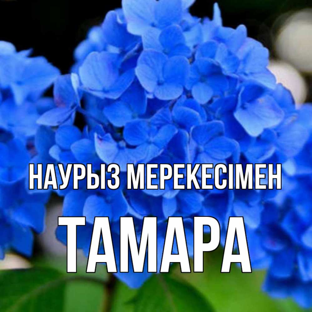 Күн сайын ашық хат с именем, ТАМАРА Наурыз мерекесімен синие цветы Онлайн тегін жүктеп алу тілектері бар керемет карта 