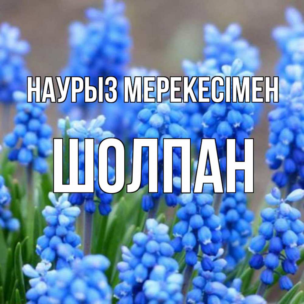 Күн сайын ашық хат с именем, ШОЛПАН Наурыз мерекесімен Поздравительная открытка для женщин с цветами на праздничную дату Онлайн тегін жүктеп алу тілектері бар керемет карта 