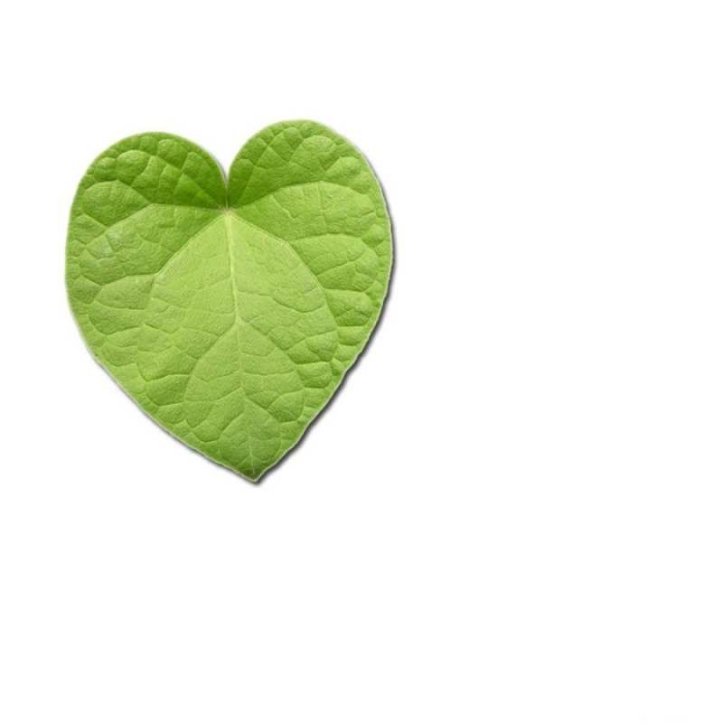 Открытка зеленый лист  тебе  Мен сені сүйемін 