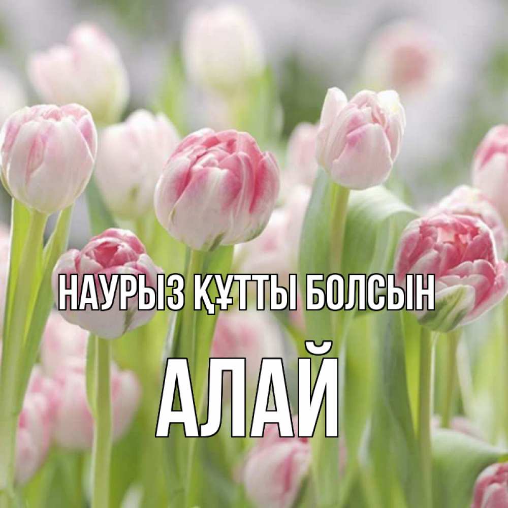 Күн сайын ашық хат с именем, Алай Наурыз құтты болсын цветы Онлайн тегін жүктеп алу тілектері бар керемет карта 