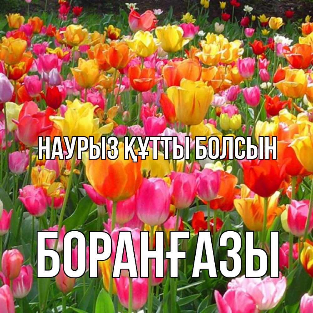 Күн сайын ашық хат с именем, Боранғазы Наурыз құтты болсын на наурыз  ура ура Онлайн тегін жүктеп алу тілектері бар керемет карта 