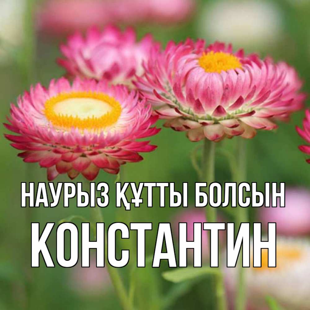 Күн сайын ашық хат с именем, Константин Наурыз құтты болсын подарок на международный женский день Онлайн тегін жүктеп алу тілектері бар керемет карта 