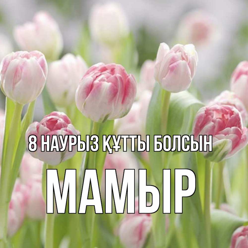 Күн сайын ашық хат с именем, МАМЫР 8 наурыз құтты болсын цветы Онлайн тегін жүктеп алу тілектері бар керемет карта 