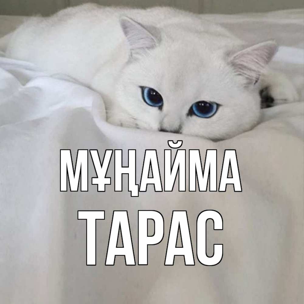 Күн сайын ашық хат с именем, Тарас Мұңайма белый кот с голубыми глазами на белоснежной кровати Онлайн тегін жүктеп алу тілектері бар керемет карта 