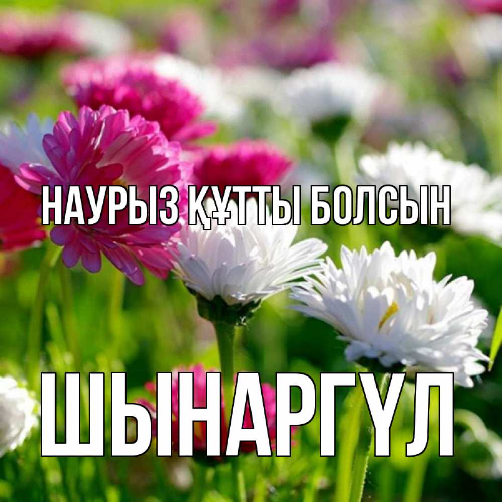 Күн сайын ашық хат с именем, ШЫНАРГҮЛ Наурыз құтты болсын наурыз Онлайн тегін жүктеп алу тілектері бар керемет карта 