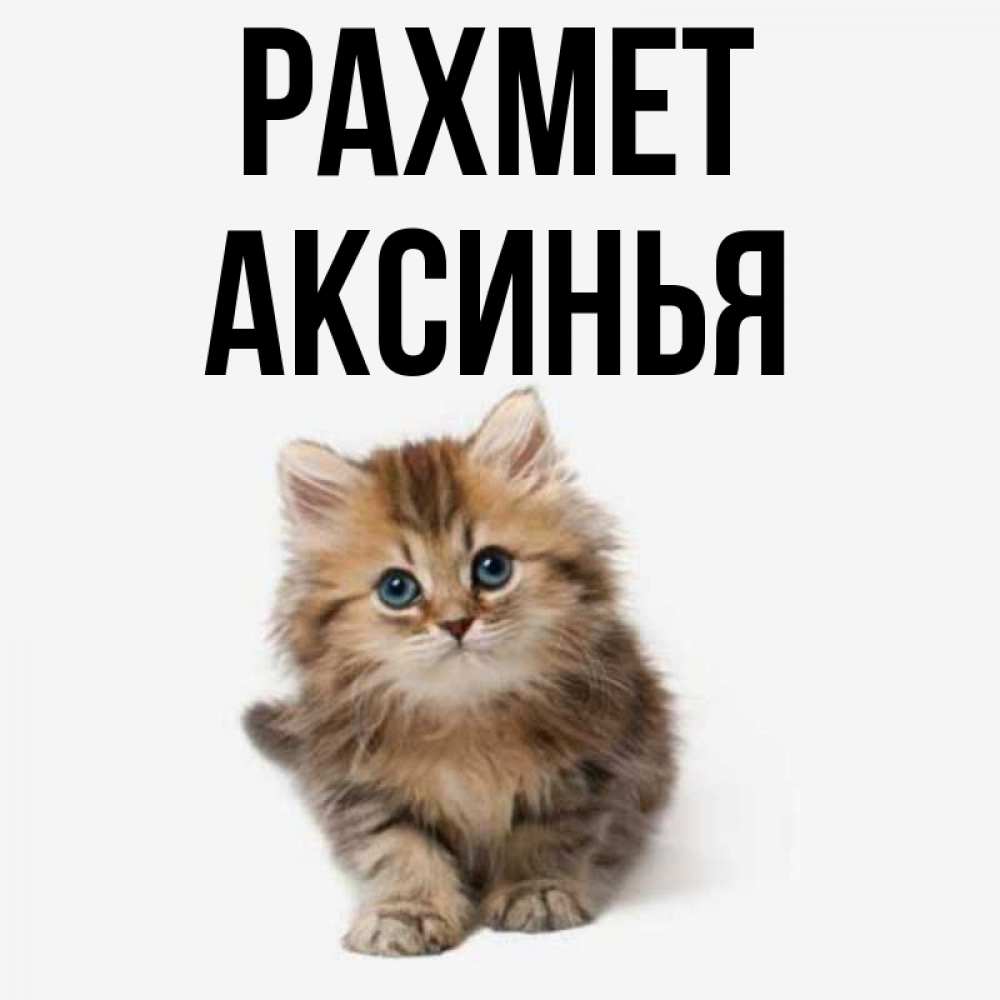 Күн сайын ашық хат с именем, Аксинья рахмет пушистый котик Онлайн тегін жүктеп алу тілектері бар керемет карта 