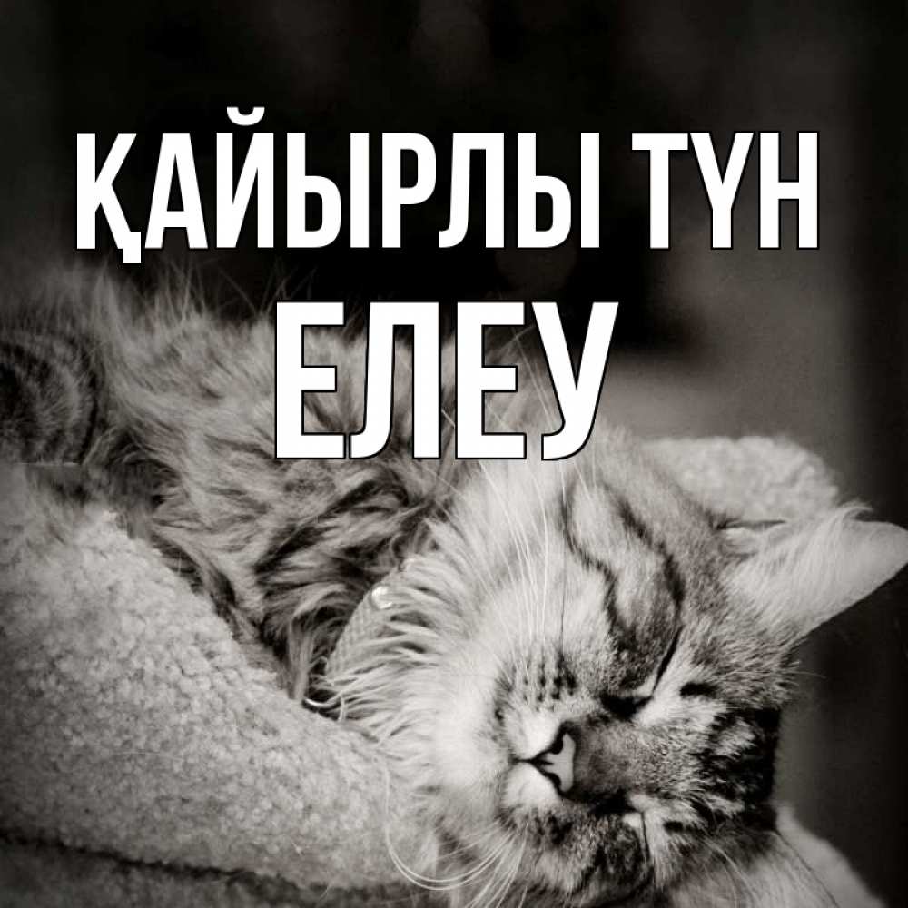 Күн сайын ашық хат с именем, Елеу Қайырлы түн котярик пушистый Онлайн тегін жүктеп алу тілектері бар керемет карта 