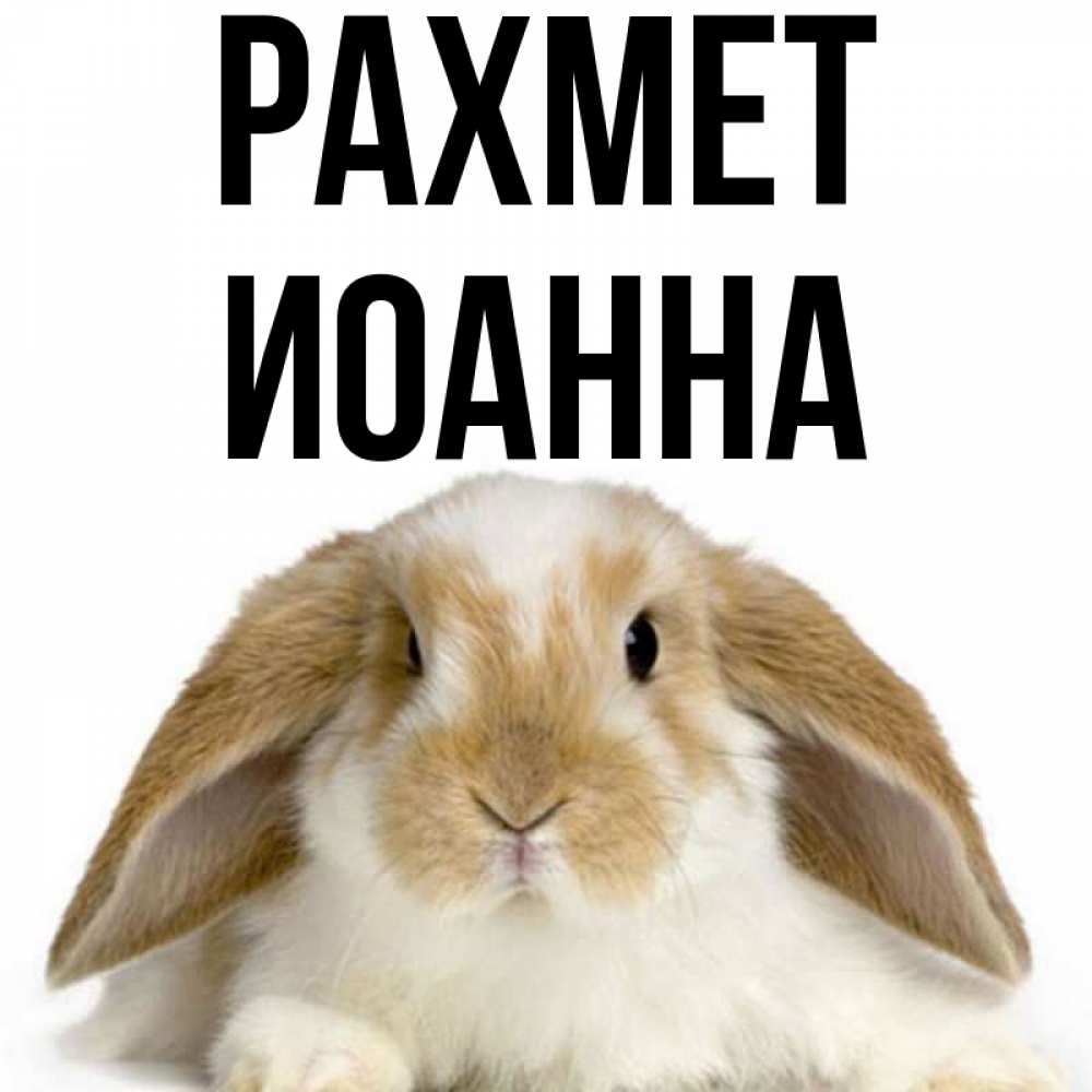 Күн сайын ашық хат с именем, Иоанна рахмет коричнево белый заяц Онлайн тегін жүктеп алу тілектері бар керемет карта 