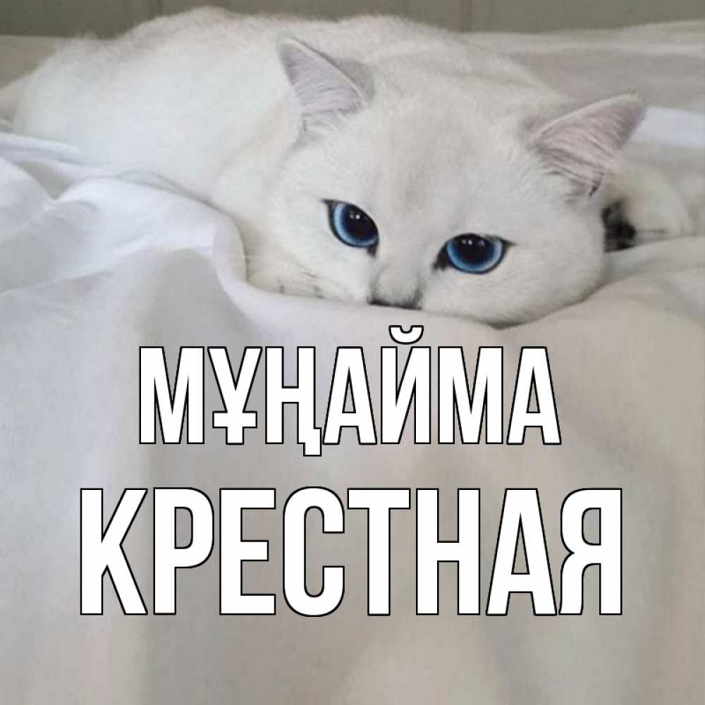 Күн сайын ашық хат с именем, Крестная Мұңайма белый кот с голубыми глазами на белоснежной кровати Онлайн тегін жүктеп алу тілектері бар керемет карта 