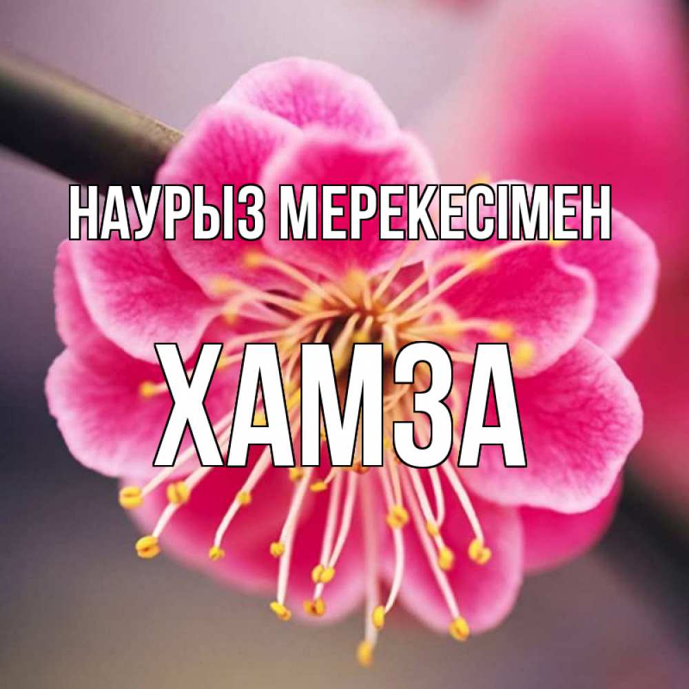 Күн сайын ашық хат с именем, ХАМЗА Наурыз мерекесімен цветы Онлайн тегін жүктеп алу тілектері бар керемет карта 