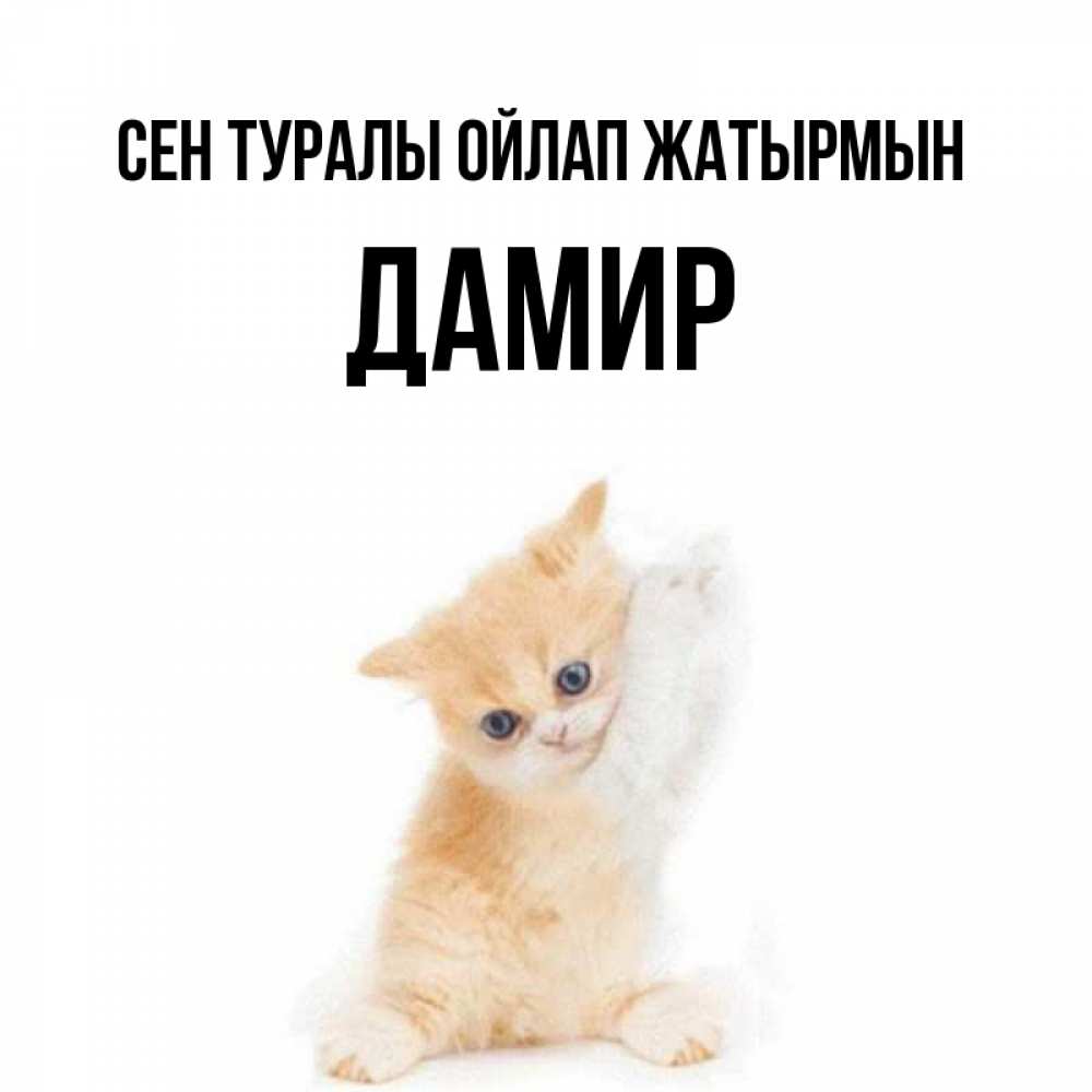 Күн сайын ашық хат с именем, Дамир Сен туралы ойлап жатырмын зверушки и милота Онлайн тегін жүктеп алу тілектері бар керемет карта 