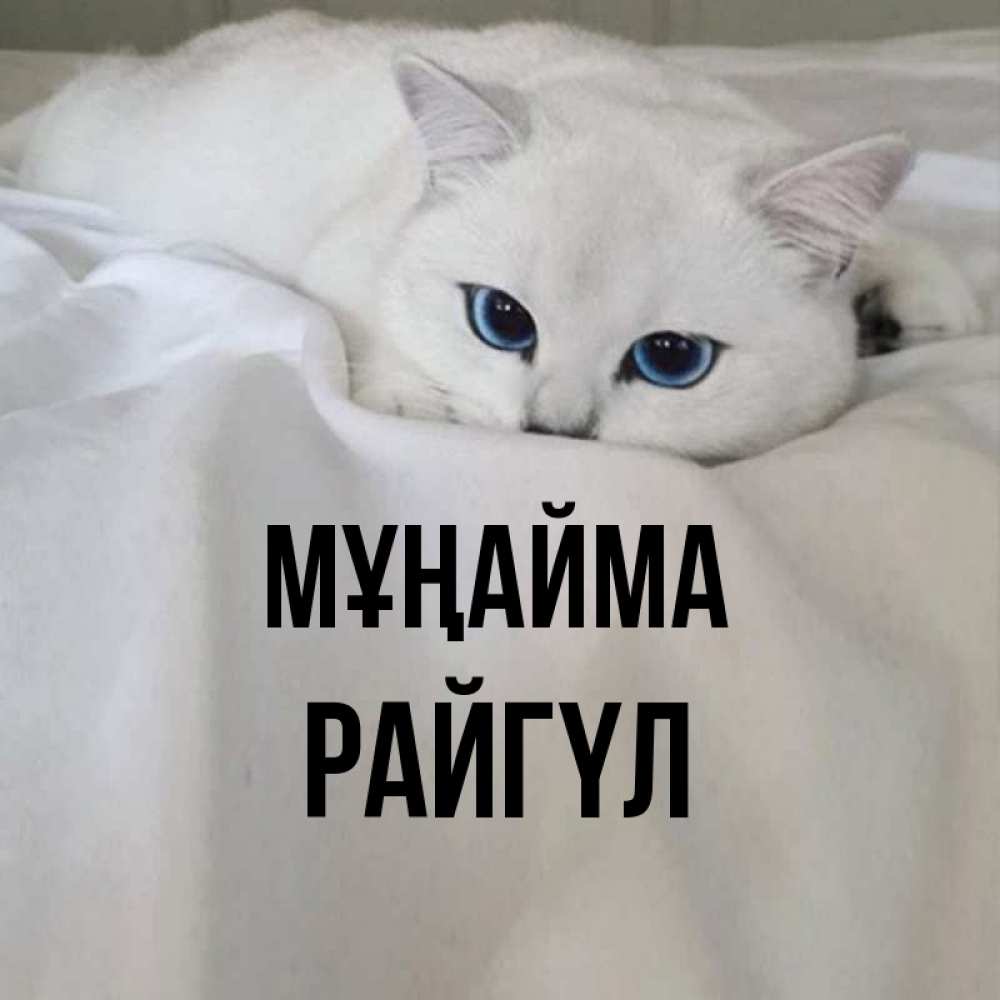 Күн сайын ашық хат с именем, РАЙГҮЛ Мұңайма Голубоглазая кошка Онлайн тегін жүктеп алу тілектері бар керемет карта 