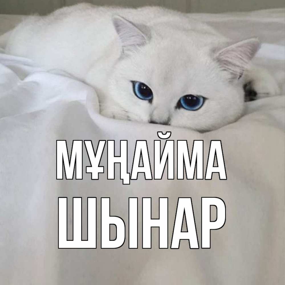 Күн сайын ашық хат с именем, ШЫНАР Мұңайма белый кот с голубыми глазами на белоснежной кровати Онлайн тегін жүктеп алу тілектері бар керемет карта 