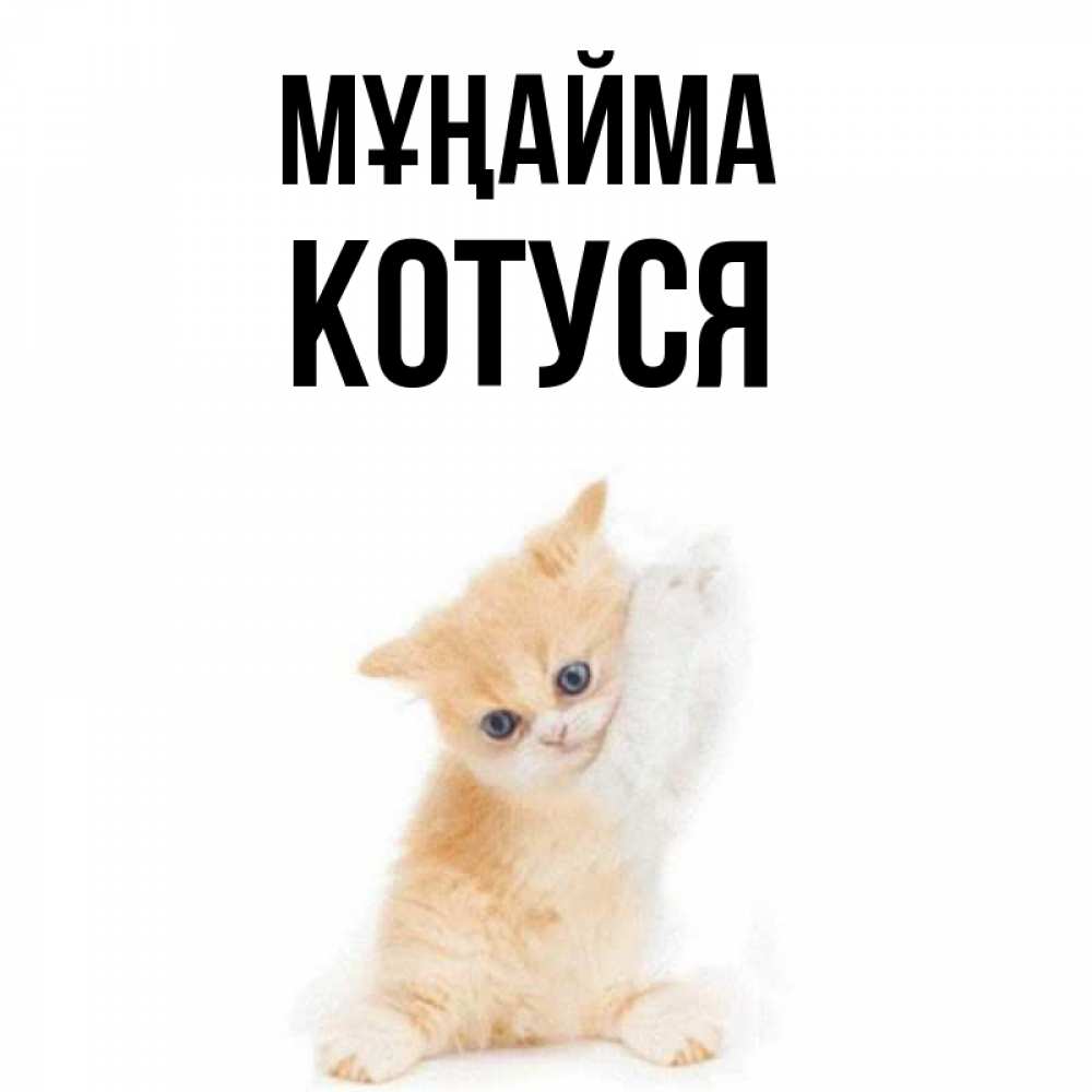 Күн сайын ашық хат с именем, Котуся Мұңайма просящий кот Онлайн тегін жүктеп алу тілектері бар керемет карта 