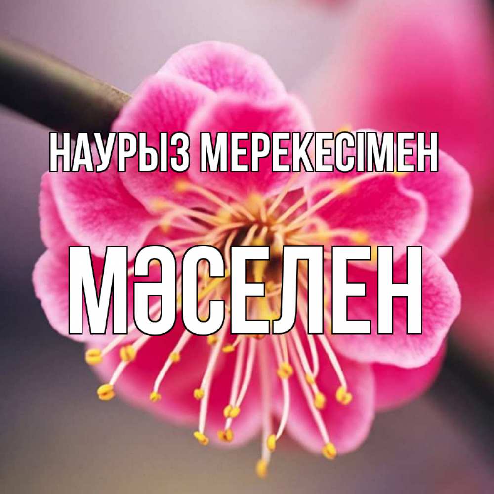 Күн сайын ашық хат с именем, Мәселен Наурыз мерекесімен цветы Онлайн тегін жүктеп алу тілектері бар керемет карта 