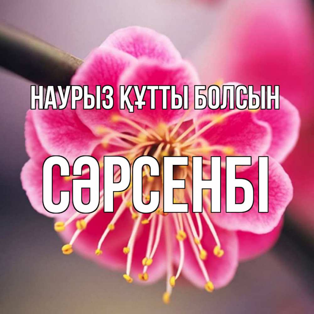 Күн сайын ашық хат с именем, СӘРСЕНБІ Наурыз құтты болсын цветы Онлайн тегін жүктеп алу тілектері бар керемет карта 