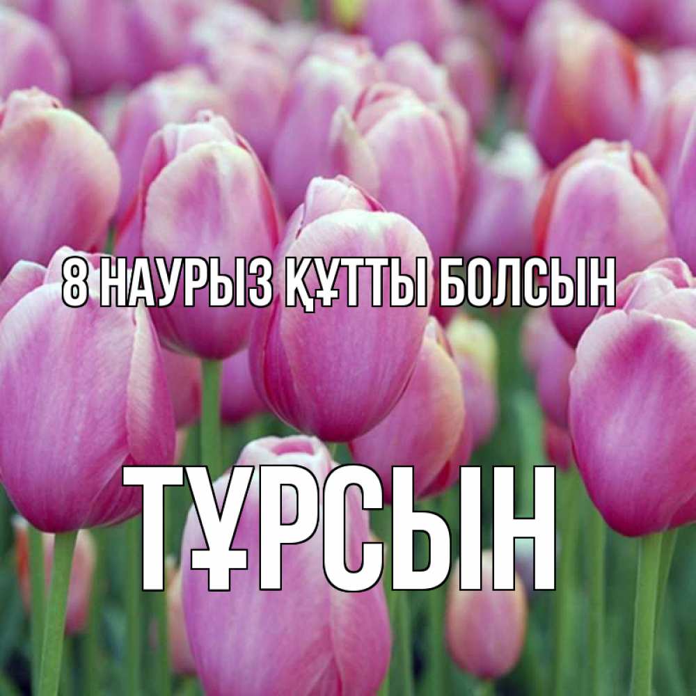 Күн сайын ашық хат с именем, ТҰРСЫН 8 наурыз құтты болсын на международный женский день 3 Онлайн тегін жүктеп алу тілектері бар керемет карта 