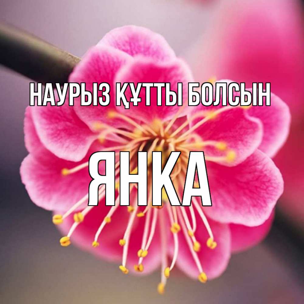 Күн сайын ашық хат с именем, Янка Наурыз құтты болсын цветы Онлайн тегін жүктеп алу тілектері бар керемет карта 