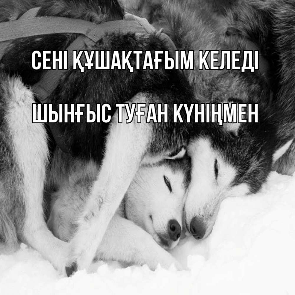 Картинка сені құшақтағым келеді, ШЫНҒЫС! ТУҒАН КҮНІҢМЕН!