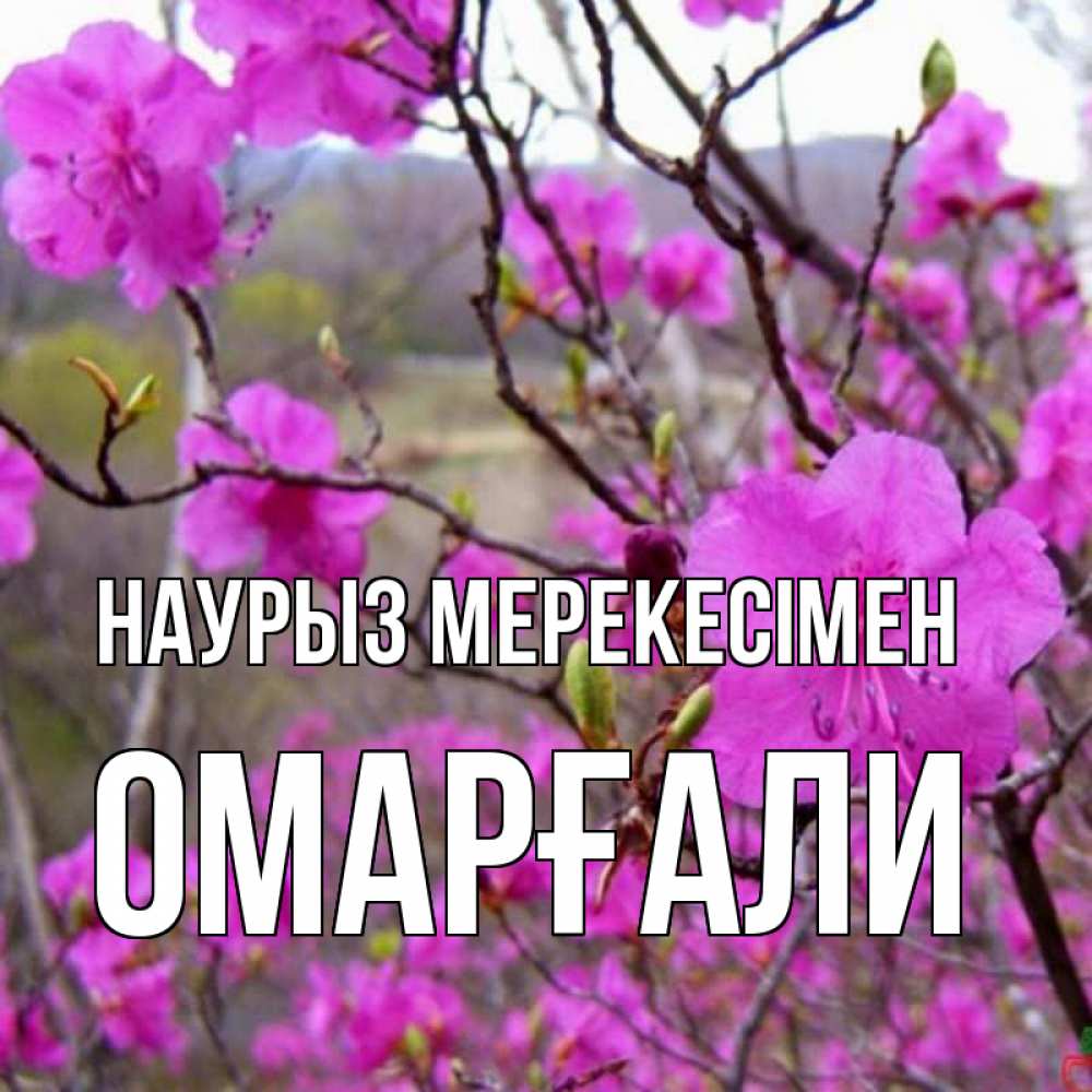 Күн сайын ашық хат с именем, ОМАРҒАЛИ Наурыз мерекесімен праздник весны наурыз Онлайн тегін жүктеп алу тілектері бар керемет карта 