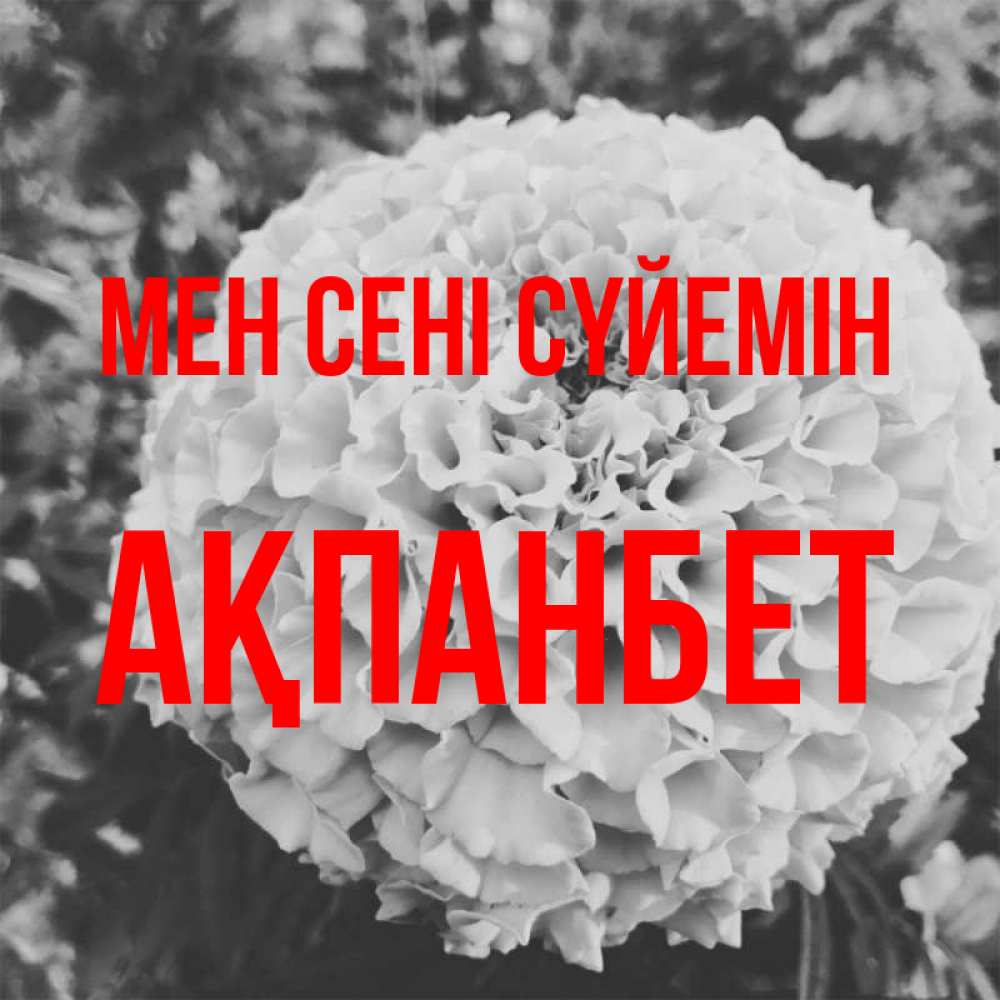 Күн сайын ашық хат с именем, Ақпанбет Мен сені сүйемін подпись Онлайн тегін жүктеп алу тілектері бар керемет карта 
