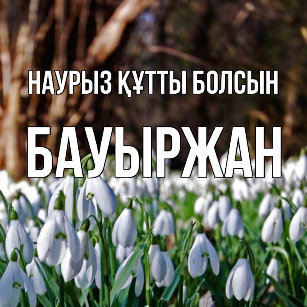 Күн сайын ашық хат с именем, Бауыржан Наурыз құтты болсын с подснежниками 1 Онлайн тегін жүктеп алу тілектері бар керемет карта 