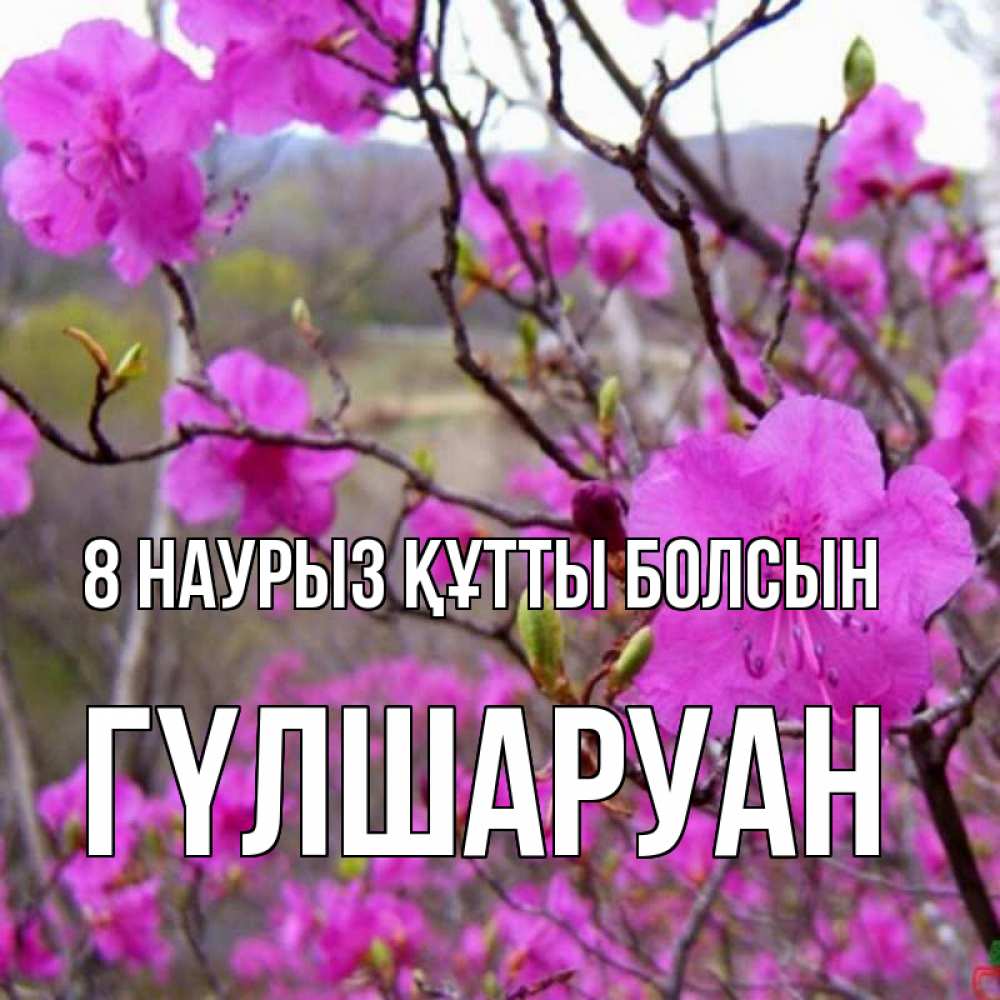 Күн сайын ашық хат с именем, ГҮЛШАРУАН 8 наурыз құтты болсын международный женский день Онлайн тегін жүктеп алу тілектері бар керемет карта 