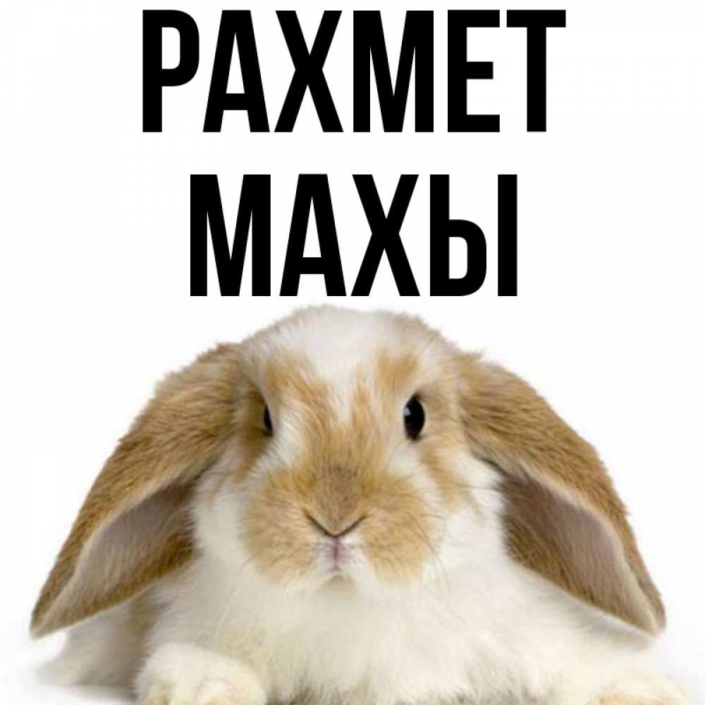 Күн сайын ашық хат с именем, МАХЫ рахмет коричнево белый заяц Онлайн тегін жүктеп алу тілектері бар керемет карта 