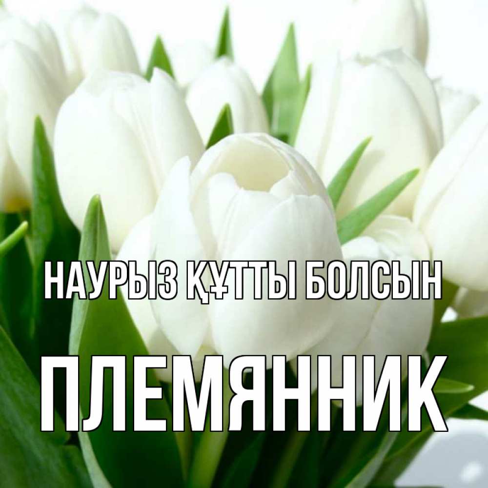 Күн сайын ашық хат с именем, Племянник Наурыз құтты болсын цветы Онлайн тегін жүктеп алу тілектері бар керемет карта 