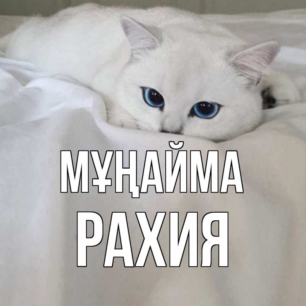 Күн сайын ашық хат с именем, РАХИЯ Мұңайма белый кот с голубыми глазами на белоснежной кровати Онлайн тегін жүктеп алу тілектері бар керемет карта 