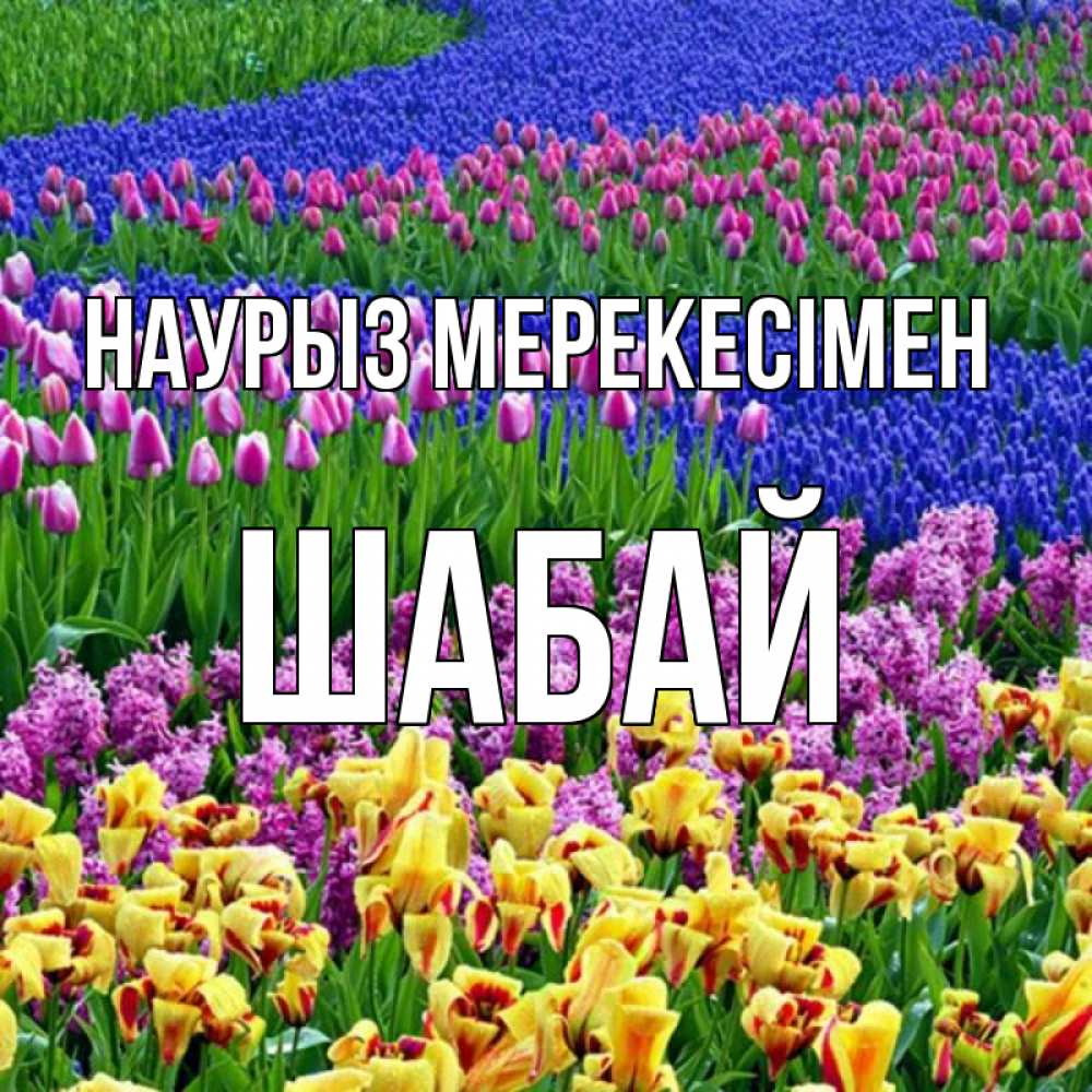 Күн сайын ашық хат с именем, ШАБАЙ Наурыз мерекесімен цветы Онлайн тегін жүктеп алу тілектері бар керемет карта 