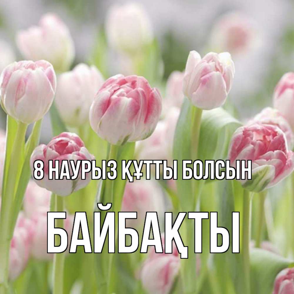 Күн сайын ашық хат с именем, Байбақты 8 наурыз құтты болсын цветы Онлайн тегін жүктеп алу тілектері бар керемет карта 