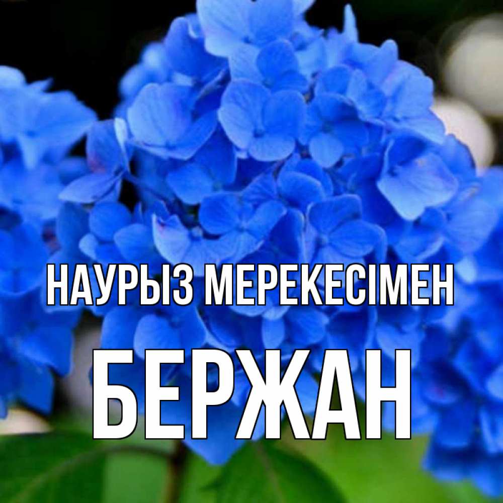 Күн сайын ашық хат с именем, Бержан Наурыз мерекесімен синие цветы Онлайн тегін жүктеп алу тілектері бар керемет карта 