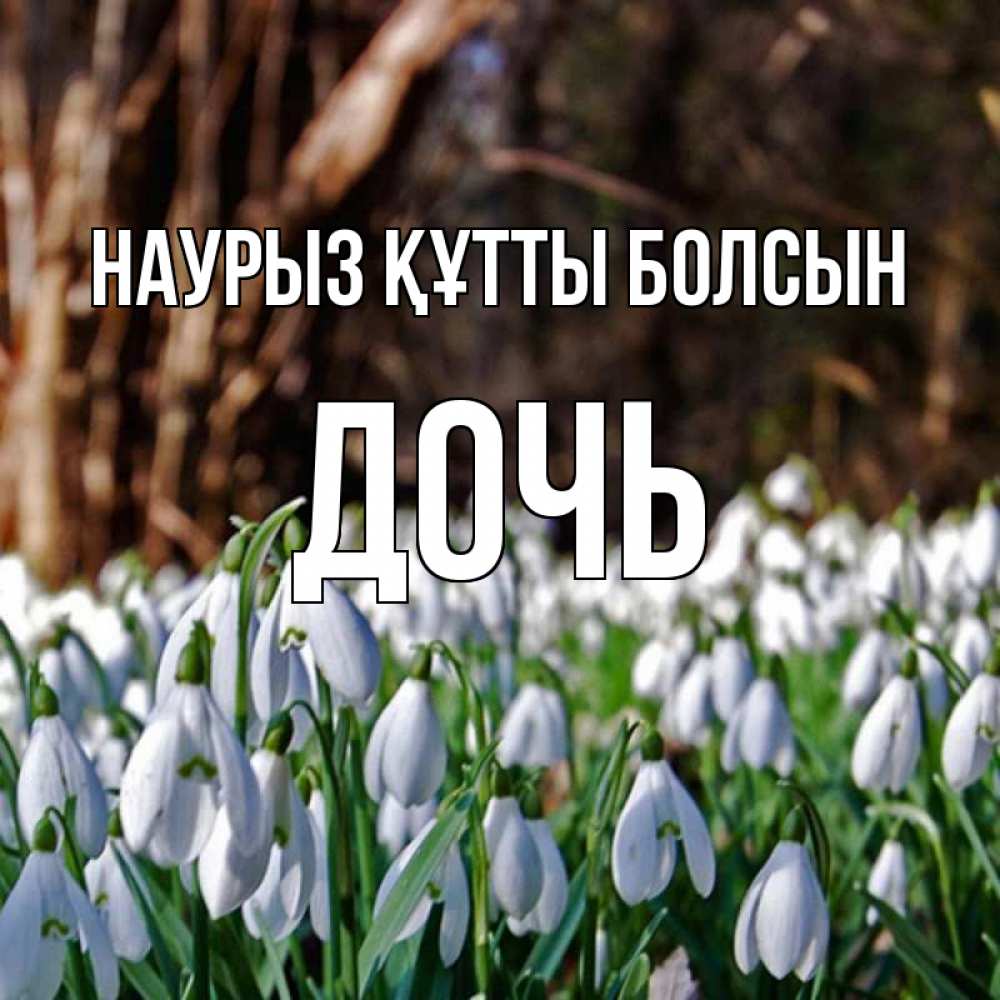 Күн сайын ашық хат с именем, Дочь Наурыз құтты болсын с подснежниками 1 Онлайн тегін жүктеп алу тілектері бар керемет карта 
