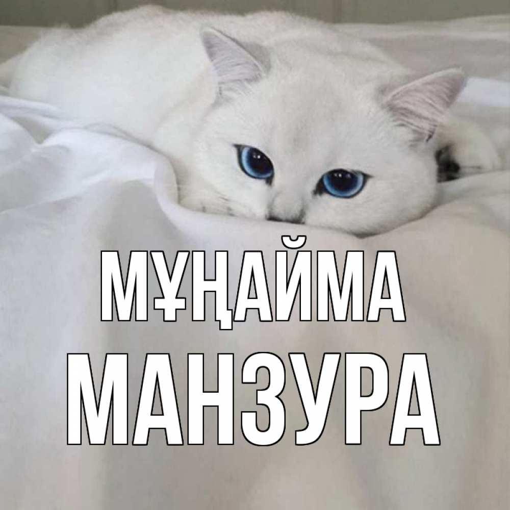Күн сайын ашық хат с именем, МАНЗУРА Мұңайма белый кот с голубыми глазами на белоснежной кровати Онлайн тегін жүктеп алу тілектері бар керемет карта 