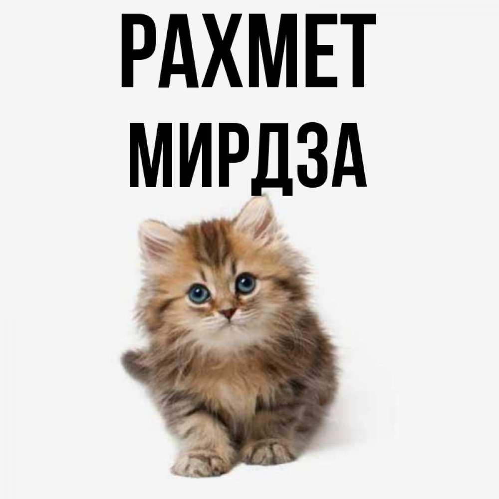 Күн сайын ашық хат с именем, Мирдза рахмет пушистый котик Онлайн тегін жүктеп алу тілектері бар керемет карта 