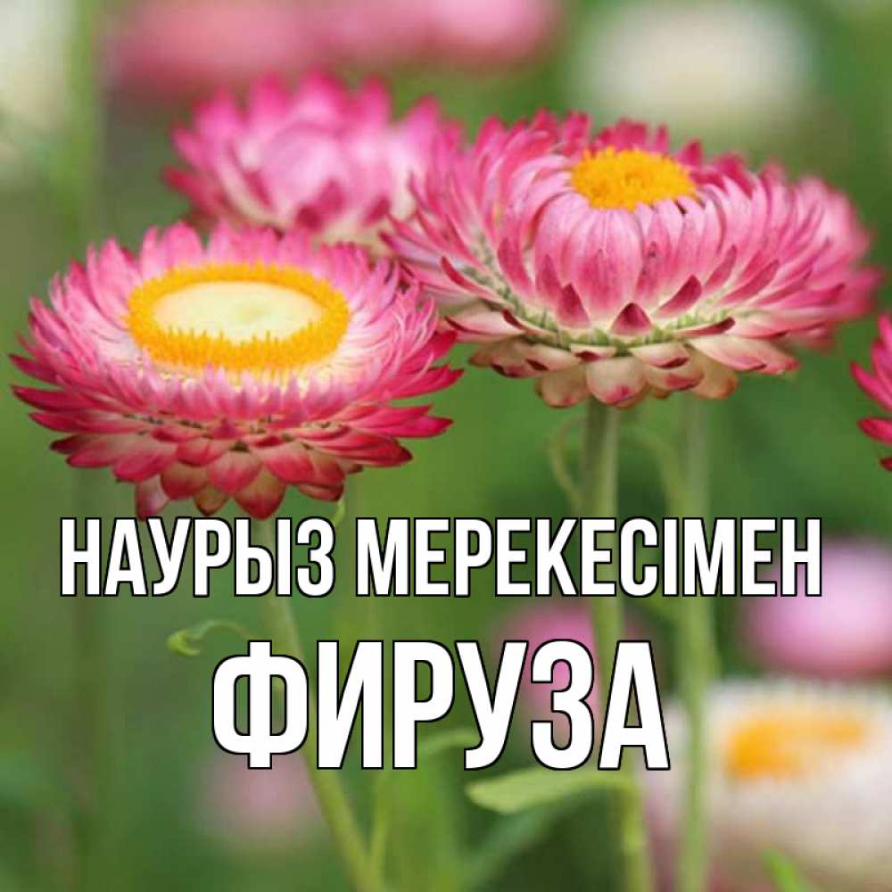 Күн сайын ашық хат с именем, ФИРУЗА Наурыз мерекесімен подарок на международный женский день Онлайн тегін жүктеп алу тілектері бар керемет карта 