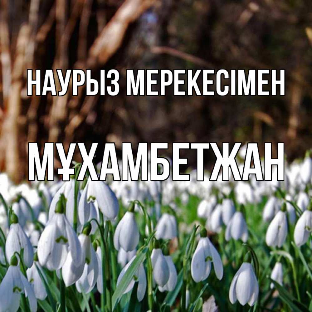 Күн сайын ашық хат с именем, МҰХАМБЕТЖАН Наурыз мерекесімен с подснежниками 1 Онлайн тегін жүктеп алу тілектері бар керемет карта 