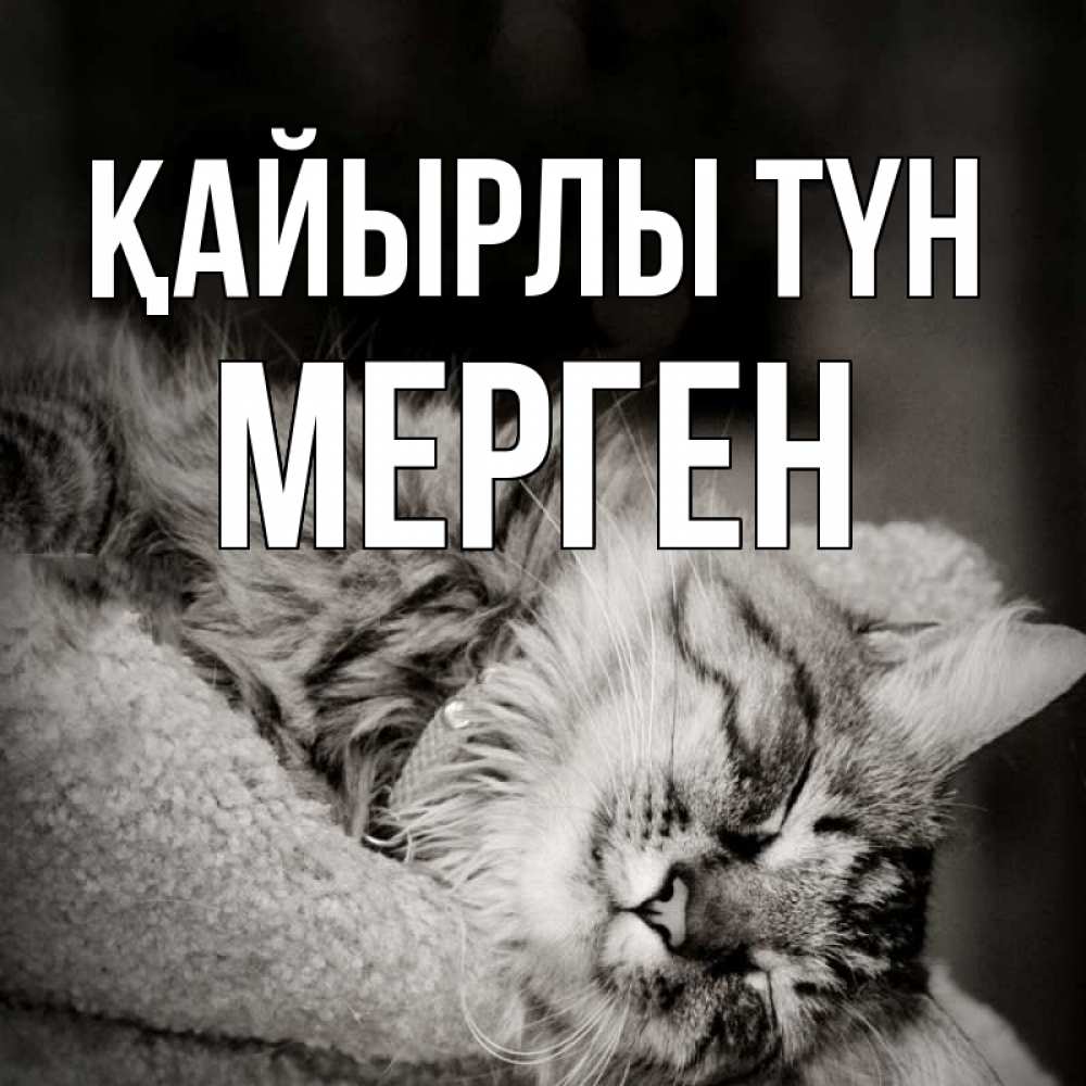 Күн сайын ашық хат с именем, МЕРГЕН Қайырлы түн котярик пушистый Онлайн тегін жүктеп алу тілектері бар керемет карта 