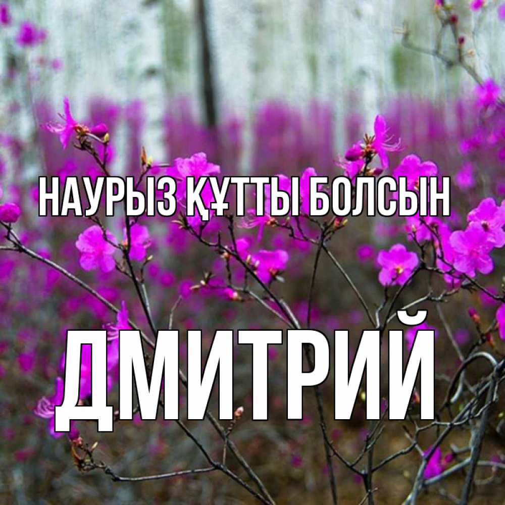 Күн сайын ашық хат с именем, Дмитрий Наурыз құтты болсын дикие цветы Онлайн тегін жүктеп алу тілектері бар керемет карта 