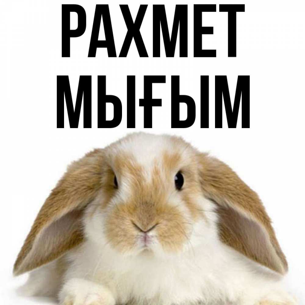 Күн сайын ашық хат с именем, МЫҒЫМ рахмет коричнево белый заяц Онлайн тегін жүктеп алу тілектері бар керемет карта 
