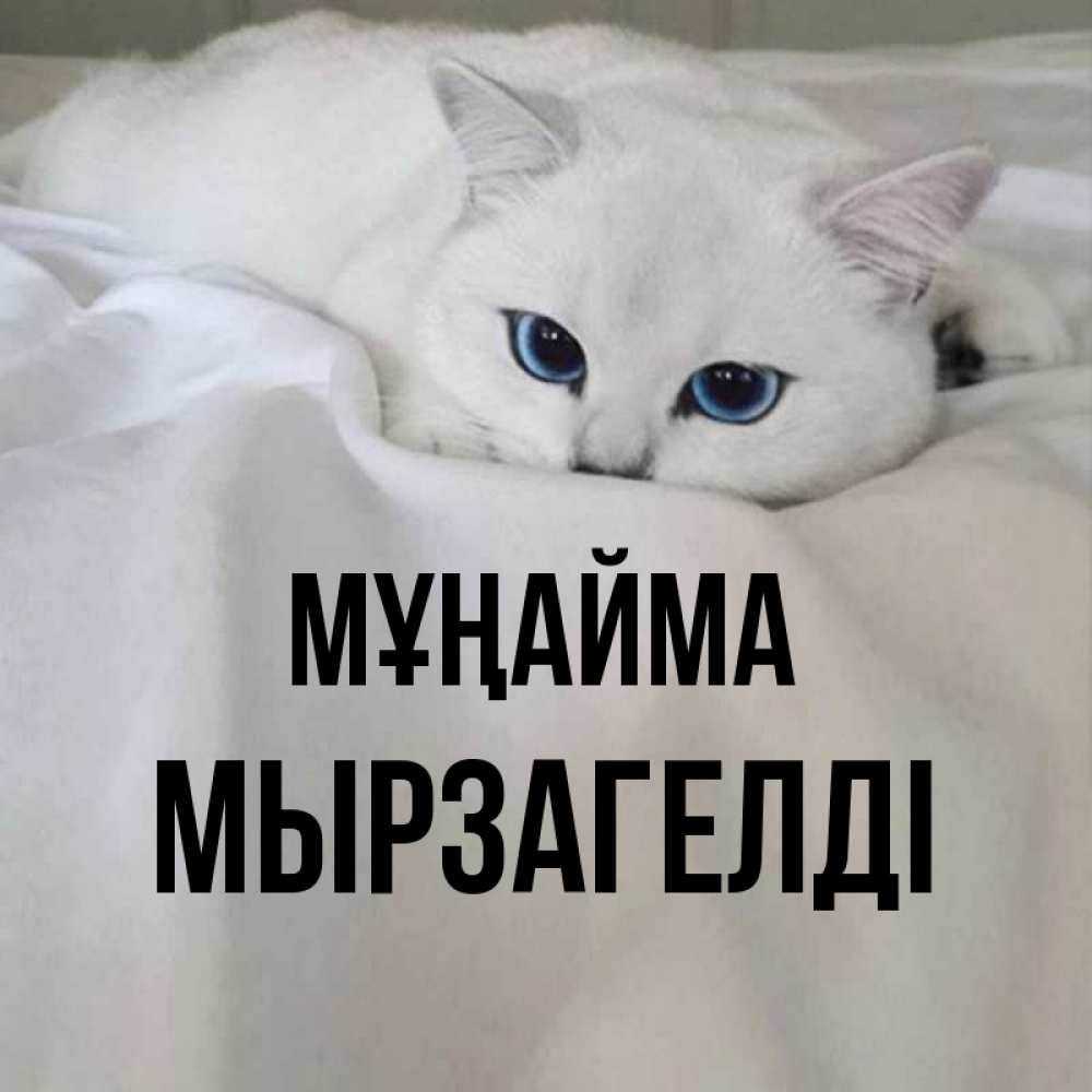 Күн сайын ашық хат с именем, Мырзагелді Мұңайма Голубоглазая кошка Онлайн тегін жүктеп алу тілектері бар керемет карта 