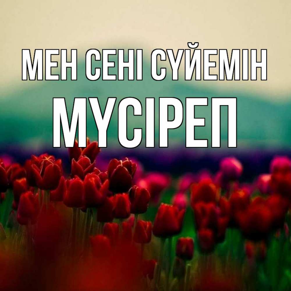 Күн сайын ашық хат с именем, МҮСІРЕП Мен сені сүйемін тюльпаны 4 Онлайн тегін жүктеп алу тілектері бар керемет карта 