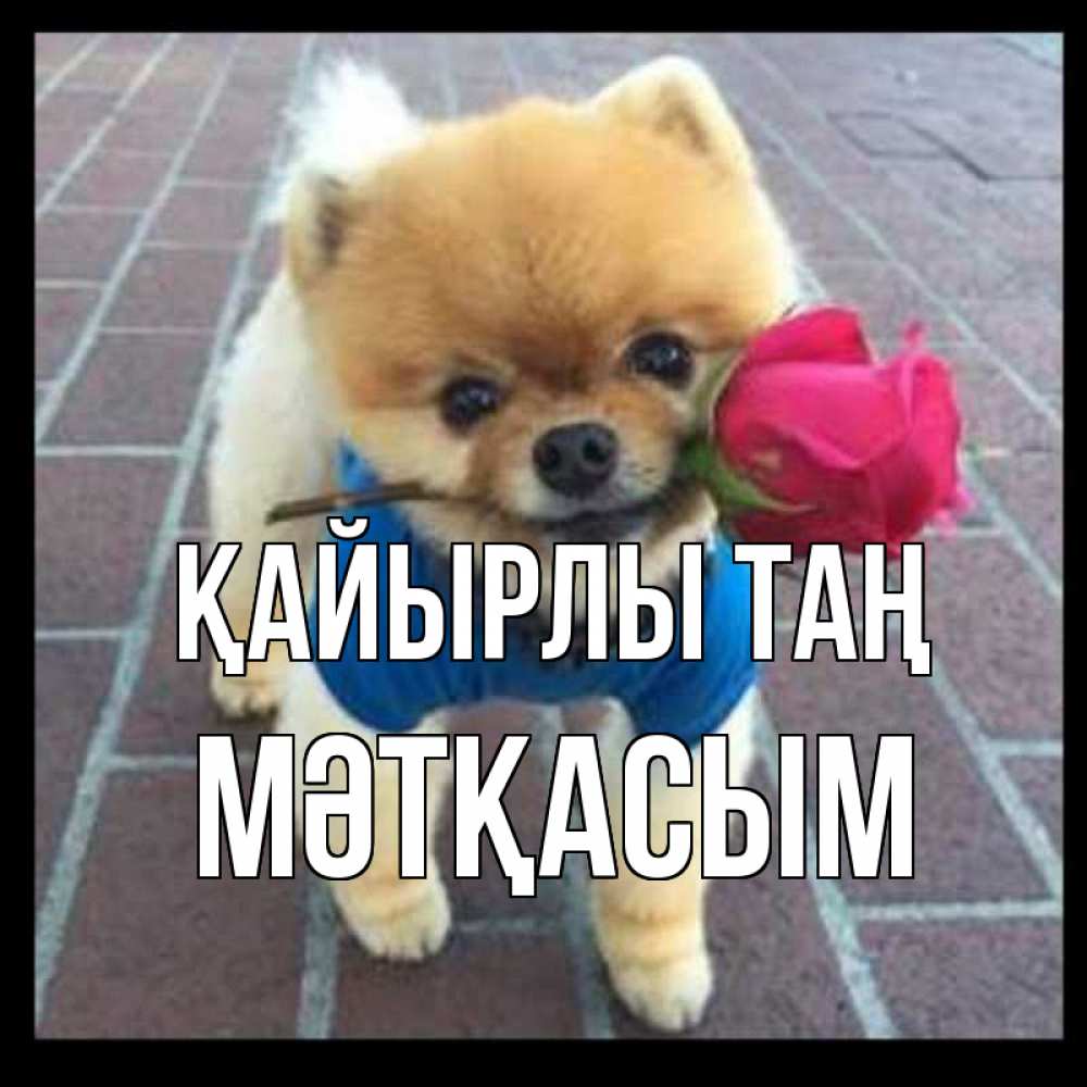 Күн сайын ашық хат с именем, МӘТҚАСЫМ Қайырлы таң роза в зубах Онлайн тегін жүктеп алу тілектері бар керемет карта 