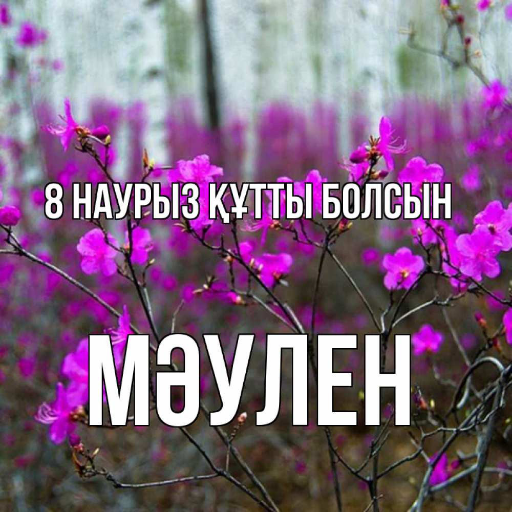 Күн сайын ашық хат с именем, МӘУЛЕН 8 наурыз құтты болсын дикие цветы Онлайн тегін жүктеп алу тілектері бар керемет карта 