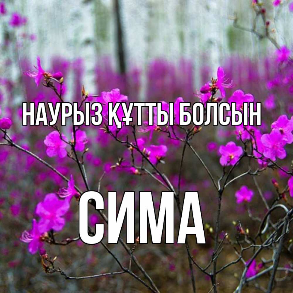 Күн сайын ашық хат с именем, Сима Наурыз құтты болсын дикие цветы Онлайн тегін жүктеп алу тілектері бар керемет карта 